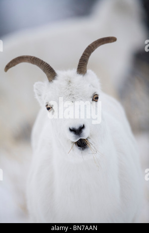 Close up of a Dall sheep ewe chewing grass in winter on Sheep Mountain, Kluane National Park, Yukon Territory, Canada Stock Photo