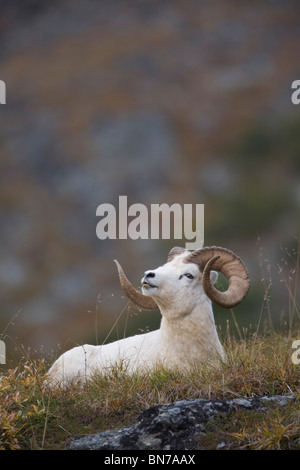 Dall Sheep ram bedded down and chewing on grass on  Mount Margaret, Denali National Park, Alaska Stock Photo