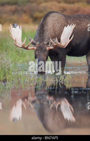 Bull moose walks through a pond in Denali National Park, Alaska Stock Photo