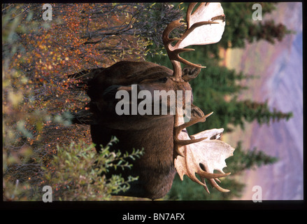Bull Moose Denali Nat'l Park Alaska Fall portrait Stock Photo