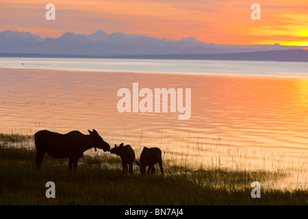 Cow and two calf moose feeding along the Tony Knowles Coastal Trail at sunset during Summer in Anchorage, Alaska Stock Photo