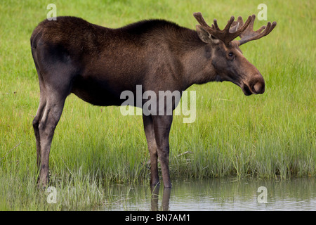 CAPTIVE young bull moose in velvet antlers stands ankle deep in a pond at the Alaska Wildlife Conservation Center, Alaska Stock Photo