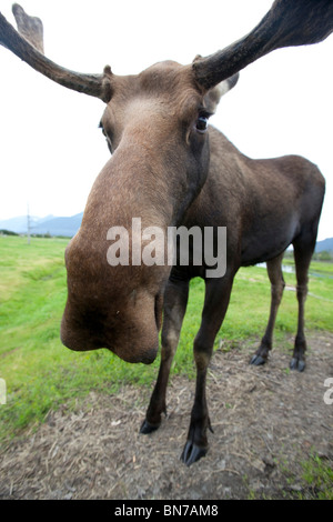 CAPTIVE: Close-up, wide-angle view of a bull moose at the Alaska Wildlife Conservation Center in Alaska Stock Photo