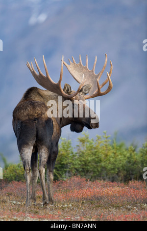 Moose bull walking on Autumn tundra during rut,  Powerline Pass, Chugach State Park, Chugach Mountains, Alaska Stock Photo