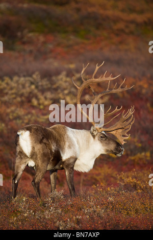 Bull caribou on Autumn tundra in Denali National Park, Alaska Stock Photo