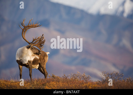 Bull caribou on Autumn tundra in Denali National Park, Alaska Stock Photo