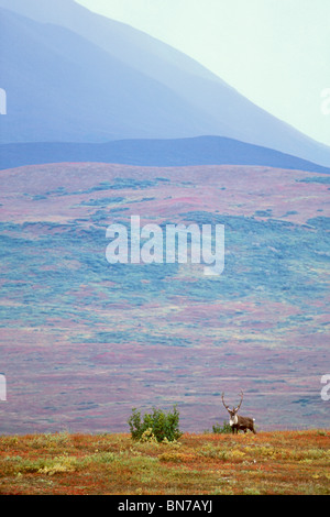 Bull caribou on Autumn tundra with Alaska Range foothills in the background, Denali National Park, Alaska Stock Photo