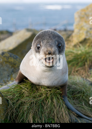 Close up portrait of a juvenile Northern Fur Seal, St. Paul Island, Alaska, Summer Stock Photo