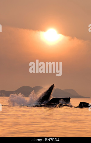 Pod of Humpback Whales bubble-net, lunge-feeding for herring, Inside Passage, Shelter Island, near Juneau, Alaska Stock Photo