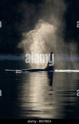 An Orca Whale exhales (blows) as it surfaces in Alaska's Inside Passage, Alaska Stock Photo