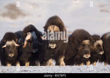 Mature & young Musk-ox bulls with cows in a defensive lineup during Winter on the Seward Peninsula near Nome, Arctic Alaska Stock Photo
