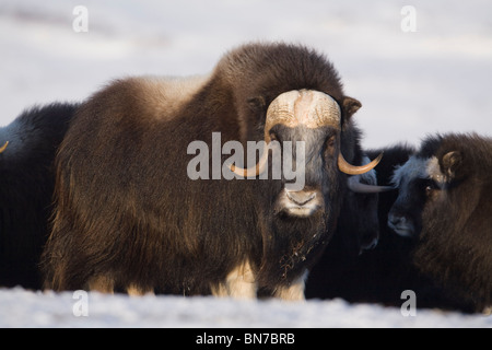 Bull Musk-ox guards cows and calves a in defensive lineup during Winter on the Seward Peninsula near Nome, Arctic Alaska Stock Photo