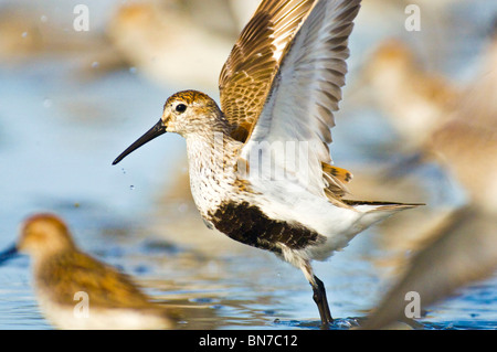 Dunlin takes flight from a shallow intertidal feeding ground during the Copper River Delta Shorebird Festival in Cordova, Alaska Stock Photo