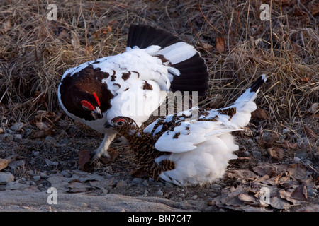 Male and female Willow ptarmigan on Tundra during early Spring in Alaska Stock Photo
