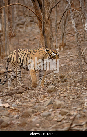 A Bengal Tiger walking insides the trees in dry deciduous forest of Ranthambhore. ( Panthera Tigris) Stock Photo