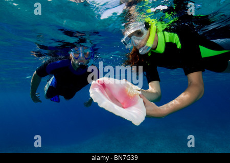 Inspecting the shell of a Queen conch (Strombus gigas) Stock Photo