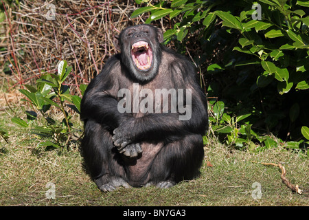 Chimpanzee (Pan troglodytes) yawning Stock Photo