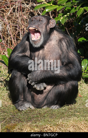 Chimpanzee (Pan troglodytes) yawning Stock Photo