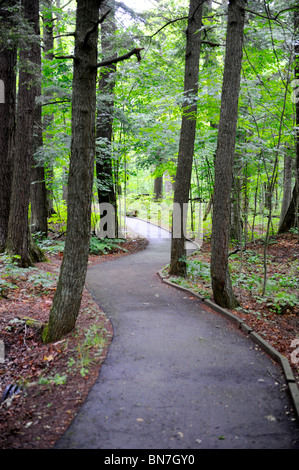 Walking Path in Ottawa National Forest Upper Peninsula Michigan Gogebic County Lake Superior Stock Photo