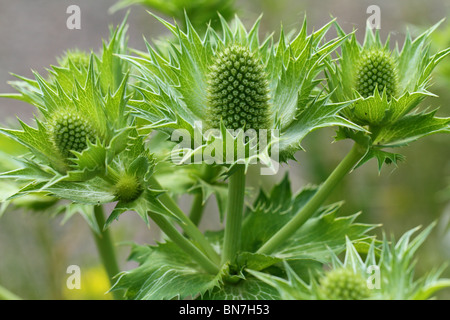 Giant sea holly blossom Eryngium giganteum Stock Photo