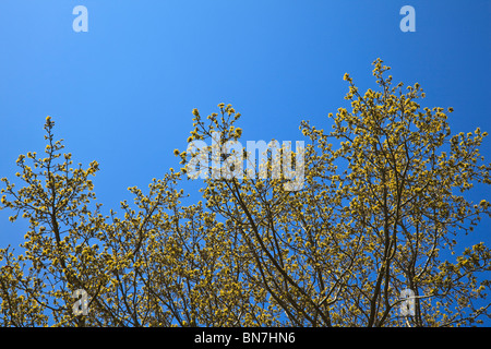 New leaf growth on an oak tree in Spring with deep blue sky Stock Photo