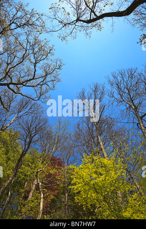 Deciduous woodland showing new leaf growth in early summer with blue sky Stock Photo