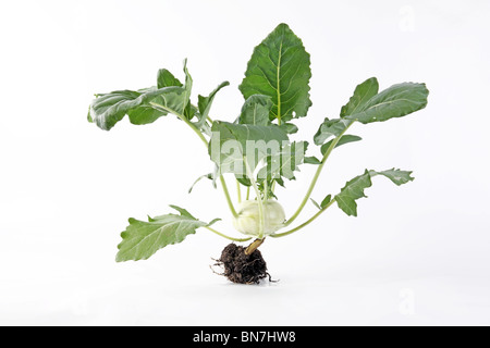 Kohlrabi on White Stock Photo