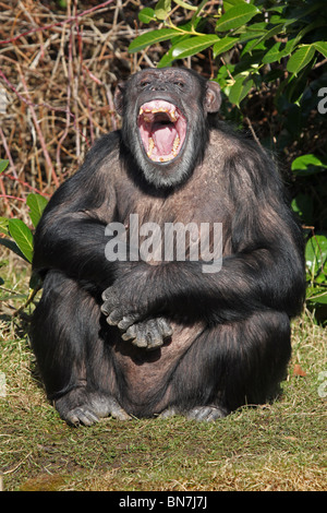 Chimpanzee (Pan troglodytes) yawning Stock Photo