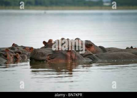 A Hippopotamus family relaxing in Lake Naivasha, Kenya, East Africa Stock Photo