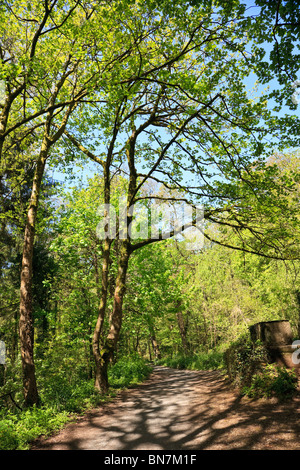 Woodland walk with shadows of trees on path, leafy dappled light Stock Photo
