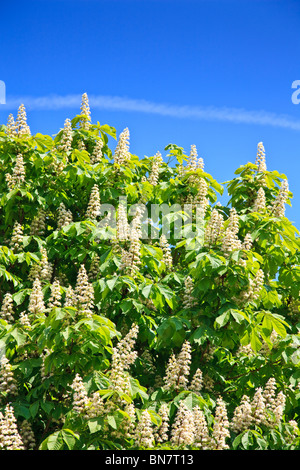 Horse Chestnut tree with bright green leaves, flowering candles with deep blue sky Stock Photo
