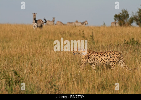 Cheetah walking in the open Savannah of Masai Mara National Reserve, Kenya, East Africa Stock Photo