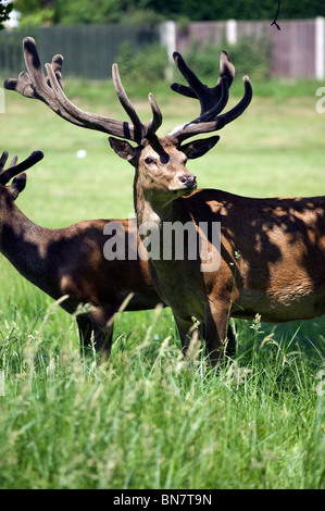 Young red deer stags in shade Stock Photo