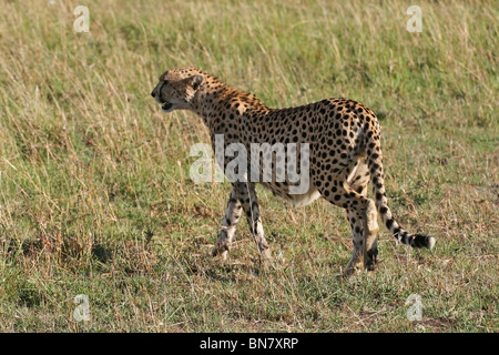 Cheetah walking in the open Savannah of Masai Mara National Reserve, Kenya, East Africa Stock Photo