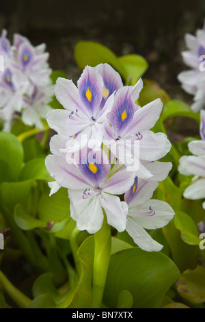 Common Water Hyacinth flowers. Eichhornia crassipes Stock Photo