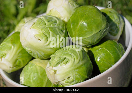 Raw Brussels Sprouts Stock Photo