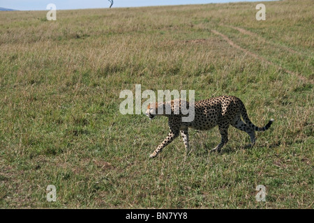 Cheetah walking in the open Savannah of Masai Mara National Reserve, Kenya, East Africa Stock Photo