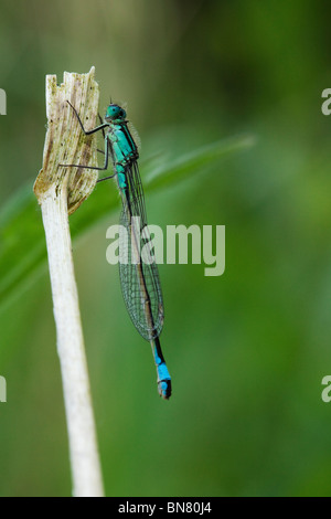 Female blue-tailed damselfly (Ischnura elegans typica). Stock Photo