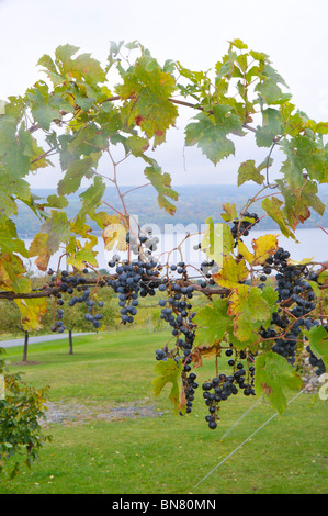 Grapevines in Finger Lakes Region New York Stock Photo