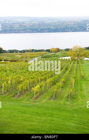 Vineyard in Finger Lakes Region New York Stock Photo