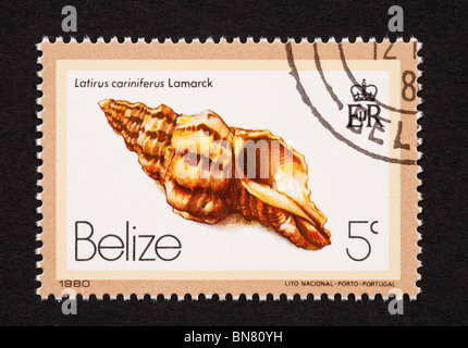 Postage stamp from Belize depicting a seashell (Latirus cariniferus). Stock Photo