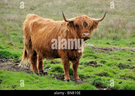 Highland cow (Bos taurus) on the Isle of Skye, Scotland, UK Stock Photo