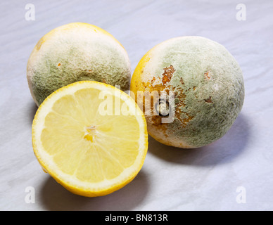 Rotten old lemons covered with green penicillium fungus mould. Stock Photo