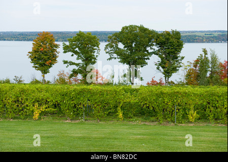 Vineyards in Finger Lakes Region New York Stock Photo