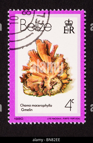 Postage stamp from Belize depicting a seashell (Chama macerophytla) Stock Photo