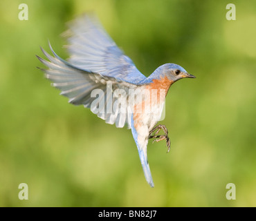 Eastern Bluebird in Flight Stock Photo