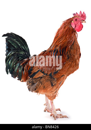Brown rooster farm bird shot in studio Stock Photo