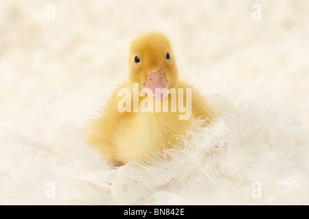 Duckling Shoot Stock Photo
