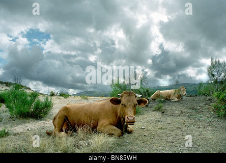 Cows in Geres Stock Photo