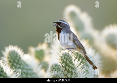 Black throated Sparrow singing on Cholla Cactus